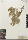 Foto von Salix glauca var. villosa Andersson
